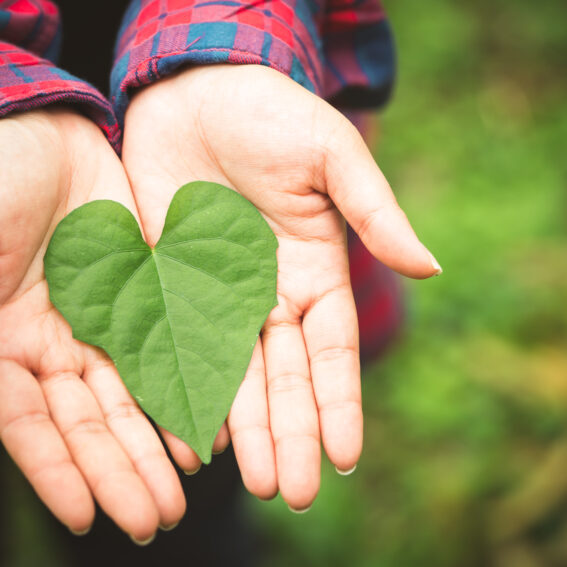 Hands holding a heart shaped leaf.